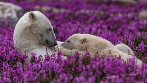 Víťaz súťaže Wildlife Photographer of the Year Martin Greguš vystavuje na Slovensku